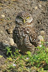 Burrowing Owl